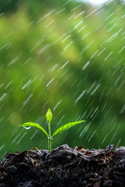 Groene spruiten in de regen — Stockfoto