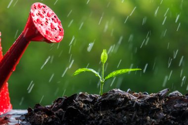 Yağmurda yeşil filizler