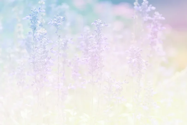 Sweet color flower for background design soft and blur style — Stock Photo, Image