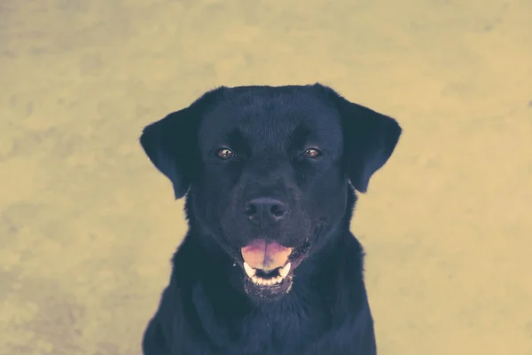 Černý labrador pes s filtrační efekt retro vintage stylu — Stock fotografie