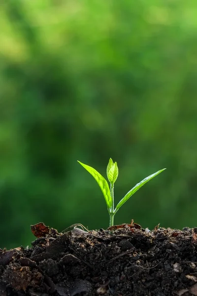 Plantă tânără — Fotografie, imagine de stoc