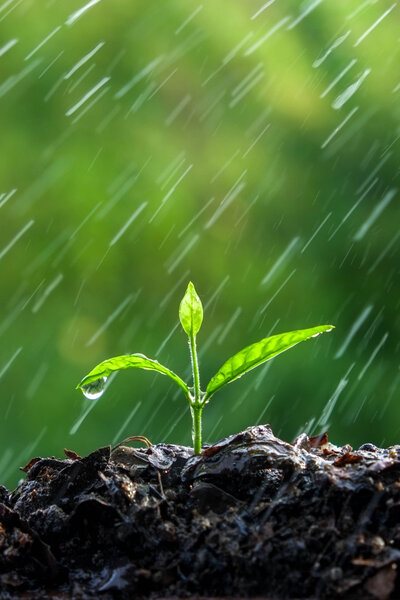 Green sprouts in the rain