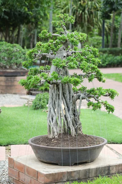 Bonsai w ogrodzie — Zdjęcie stockowe