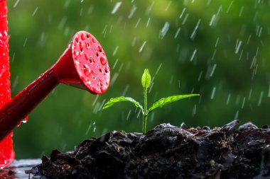 Yağmurda yeşil filizler