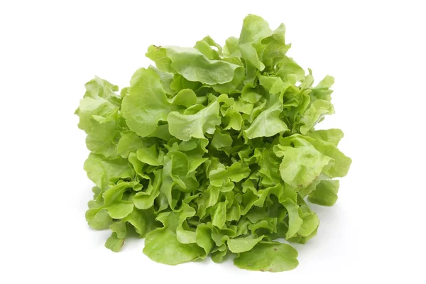 Lechuga verde fresca aislada sobre un blanco — Foto de Stock