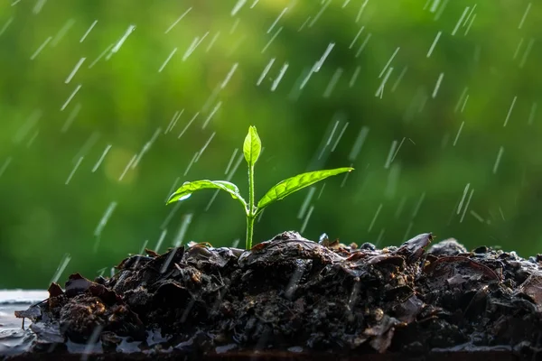 Yağmurda yeşil filizler