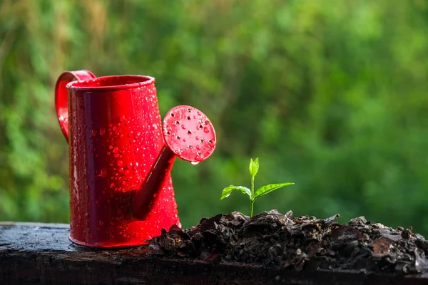 Groene spruiten jonge plant — Stockfoto