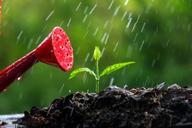 Yağmurda yeşil filizler