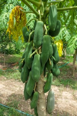 Meyveli taze papaya ağacı.