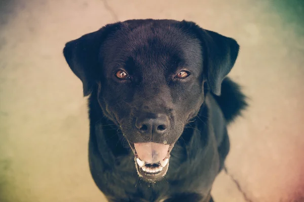 Chien labrador noir avec effet filtre style vintage rétro — Photo