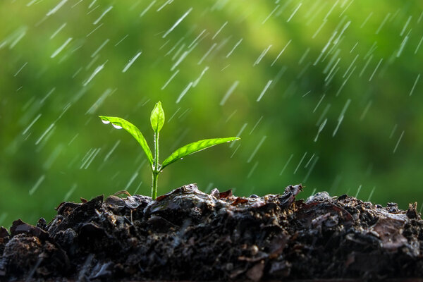 Green sprouts in the rain