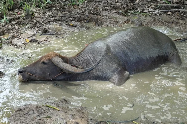 Thai Buffalo — Stock Fotó