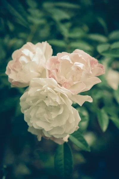 Květiny s filtrační efekt retro vintage stylu — Stock fotografie