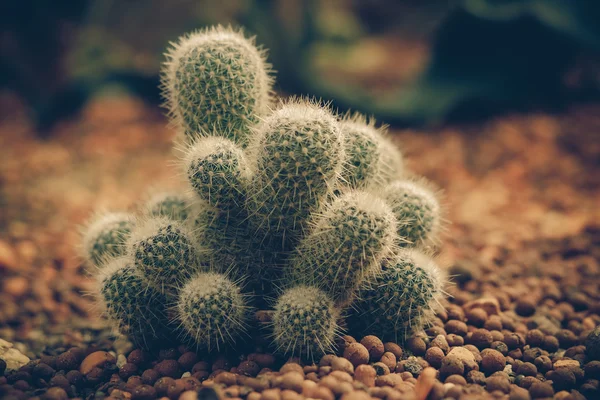 Cactus con efecto filtro estilo retro vintage —  Fotos de Stock