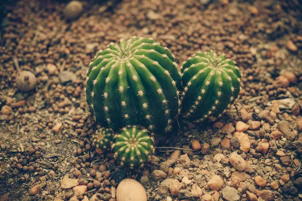 Cactus with filter effect retro vintage style — Stock Photo, Image