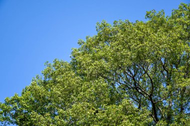 Ormanda güneşli bir günde mavi gökyüzünün altındaki ağaçların yeşil yaprakları