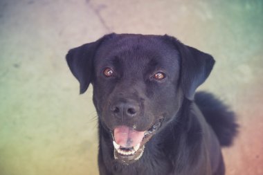 Filtre etkisi retro vintage tarzı ile Siyah labrador köpek