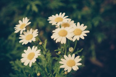 Filtre etkisi retro vintage tarzı çiçeklerle