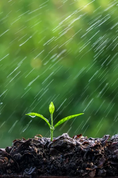 Groene spruiten in de regen — Stockfoto