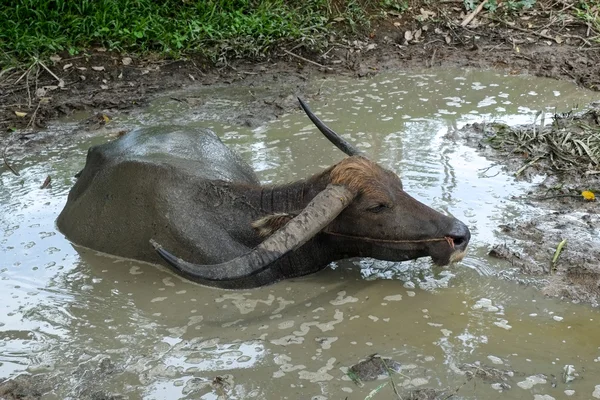 Thai Buffalo — Stock Fotó