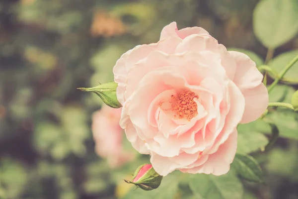 玫瑰与滤波效果复古怀旧风格的花朵 — 图库照片