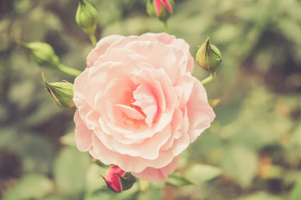 Fiori rosa con effetto filtro retrò stile vintage — Foto Stock