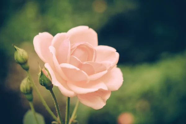 Fleurs rose avec effet filtre style vintage rétro — Photo
