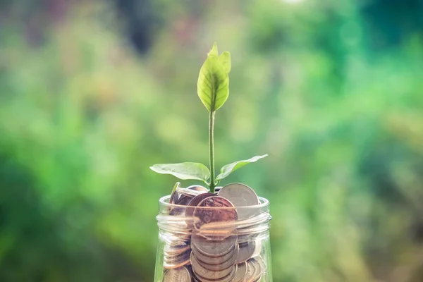Cam kumbara para kavramı ile düzenekte üzerinde büyüyen Filiz — Stok fotoğraf