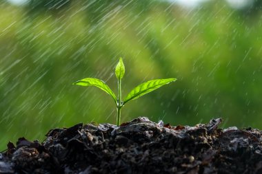 Yağmurda yeşil filizler