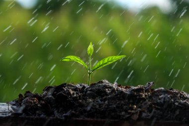 Yağmurda yeşil filizler