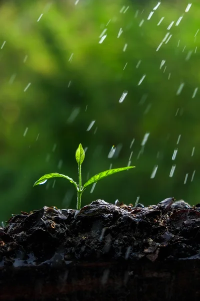 Green sprouts in the rain — Stock Photo, Image