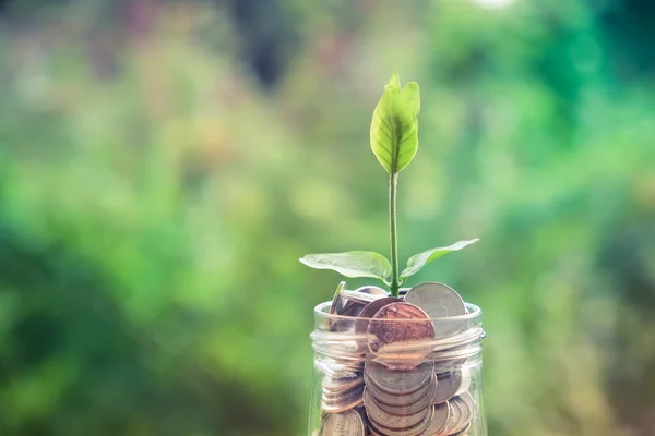 Sprout growing on glass piggy bank in saving money concept with — Stock Photo, Image