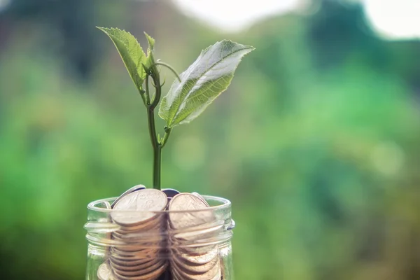 Sprout growing on glass piggy bank in saving money concept with — Stock Photo, Image