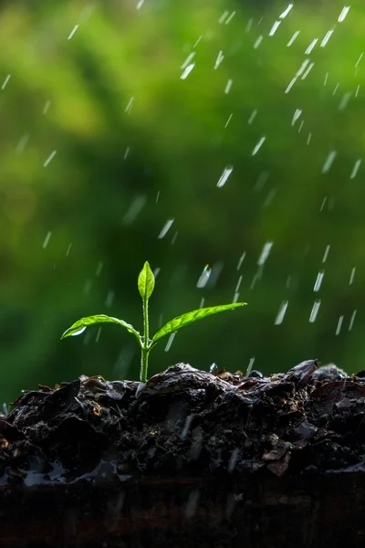 Groene spruiten in de regen — Stockfoto