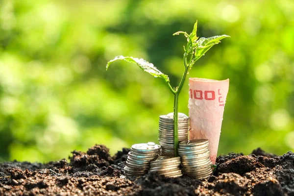 Concetto di crescita monetaria pianta che cresce dalle monete — Foto Stock