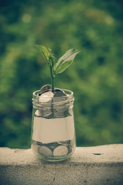 Ontkiemen groeien op glas piggy bank in het besparen van geld concept met — Stockfoto