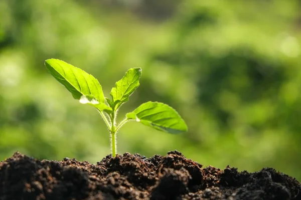 Green sprout growing from seed in organic soil — Stock Photo, Image