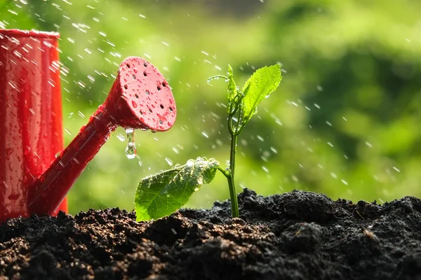 Groene spruiten in de regen — Stockfoto