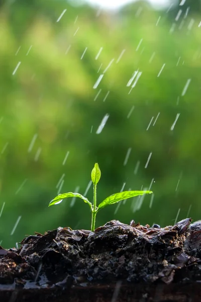 Groene spruiten in de regen — Stockfoto