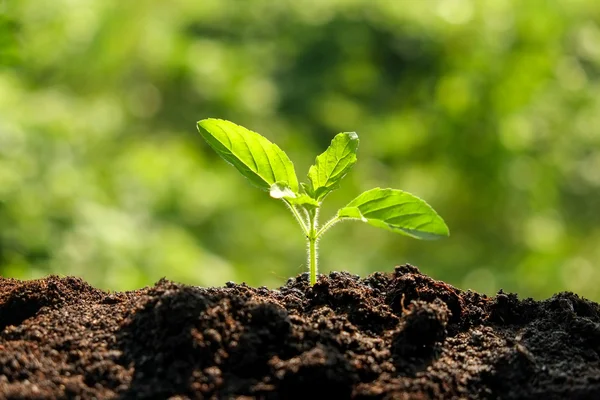 Groene spruit kweken uit zaad in organische bodem — Stockfoto