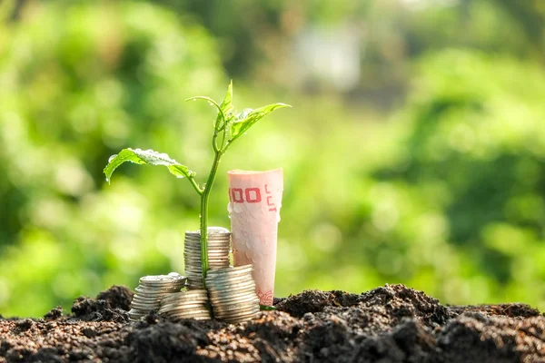 Money growth concept plant growing out of coins — Stock Photo, Image