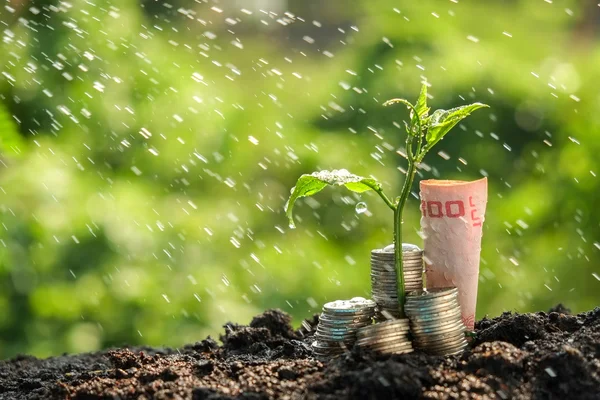 Money growth concept plant growing out of coins — Stock Photo, Image