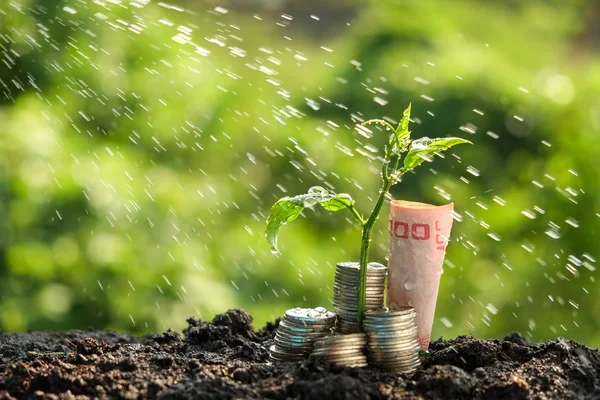 Planta del concepto del crecimiento del dinero que crece fuera de monedas — Foto de Stock