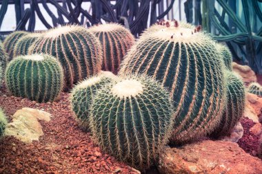 kaktüs filtre etkisi retro vintage tarzı ile