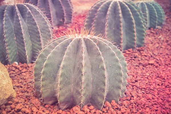 Cactus with filter effect retro vintage style — Stock Photo, Image