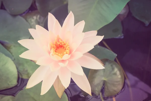 Квітка лотоса з ефектом фільтра ретро вінтажний стиль — стокове фото