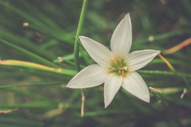 Filtre etkisi retro vintage tarzı çiçeklerle