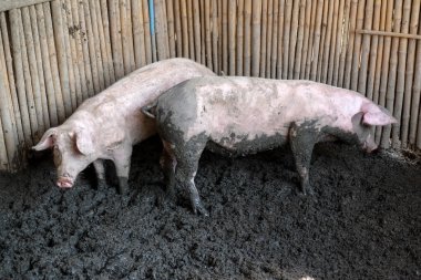 domuz çiftliğinde