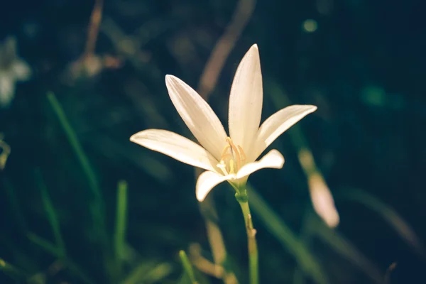 Blumen mit Filtereffekt im Retro-Vintage-Stil — Stockfoto