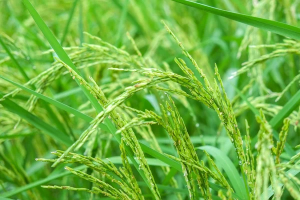 Ρύζι paddy τομέα — Φωτογραφία Αρχείου